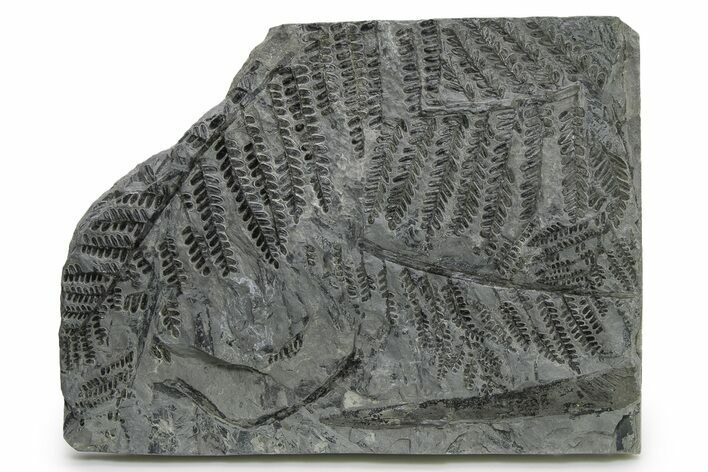 Carboniferous Fossil Fern (Pecopteris) Frond Plate - France #338609